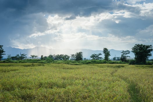 Landscape of field rice with clouds sky