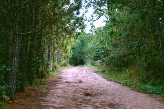 pathway in the forest landscape