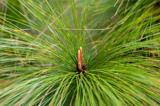 Closeup of pine flower