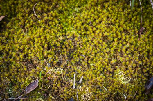 Closeup of green plant in forest