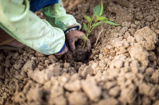 Closeup of hand, planting chilli a seedling tree