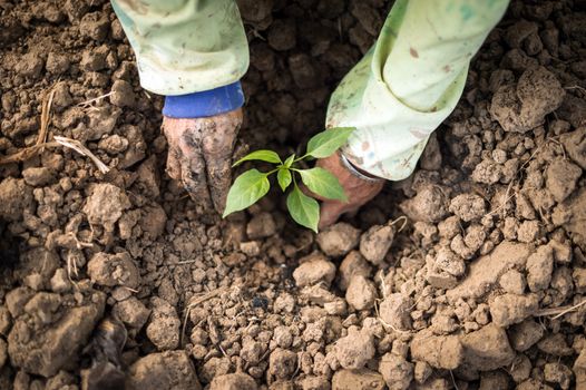 Closeup of hand, planting chilli a seedling tree