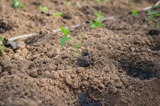 Closeup of young chilli plant in farm