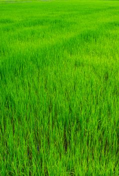 green of field rice