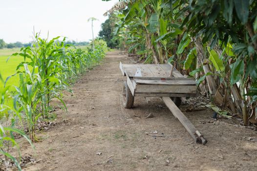 tug of wood in farm