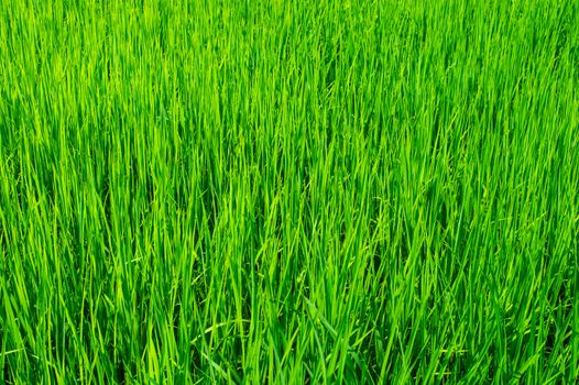 green of field rice