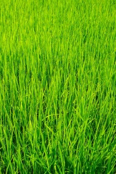 green of field rice