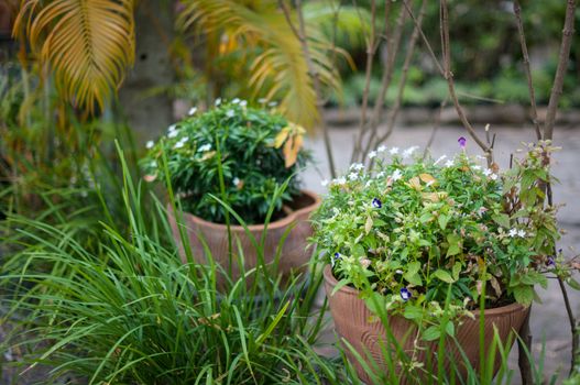 Closeup of plant in the garden