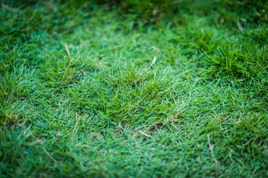 closeup of green grass background