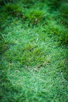 closeup of green grass background