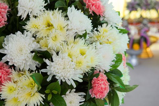 Closeup of colourful  flower