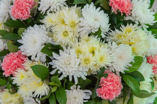 Closeup of colourful  flower