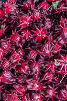 Closeup of red roselle flower for background