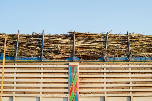 Background of  sugar cane in truck