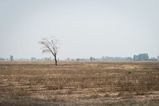 Tree with frame rice landscape