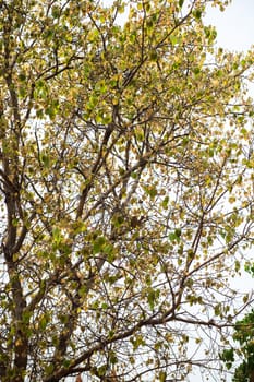 Pattern of tree branch with golden colour of leaf