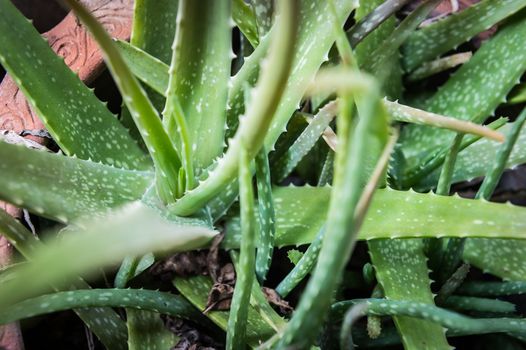 Closeup of Aloe vera plant
