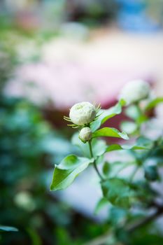 Closeup of jasmine flower head in garden