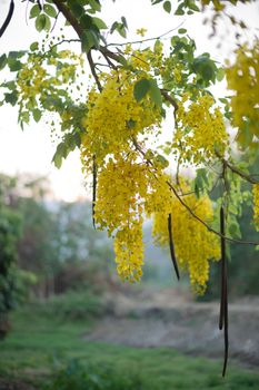 Closeup of yellow flower on tree branch