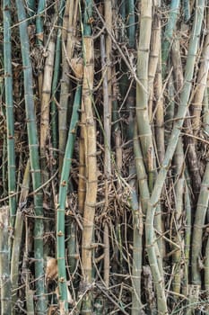 Abstract pattern of bamboo tree background