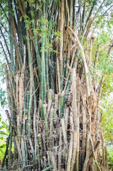 Abstract pattern of bamboo tree background