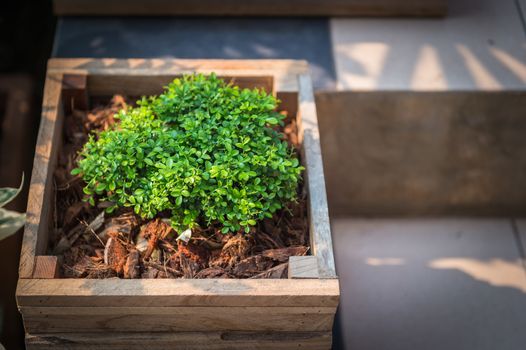 Closeup of wooden pot with green plant in garden