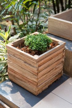 Closeup of wooden pot with green plant in garden