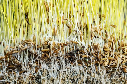 Pattern background of rice paddy plant