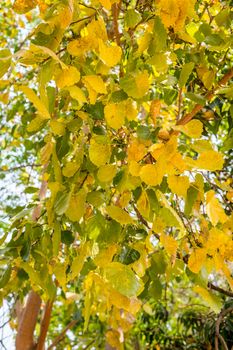 Closeup of golden color of leaf on tree, autumn season