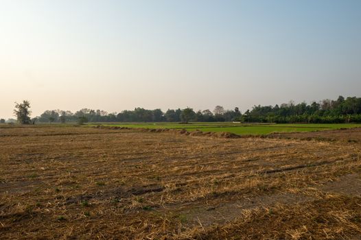 Landscape of farm rice with morning time