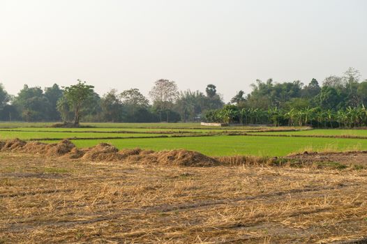 Landscape of farm rice with morning time