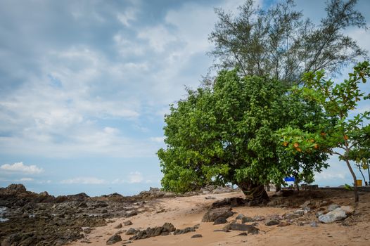 Big tree and beach landscape