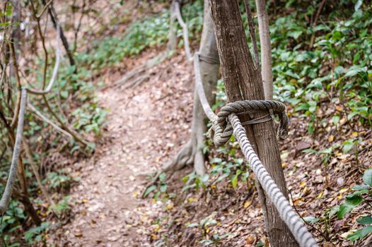 Closeup of rope with walkway in the forest