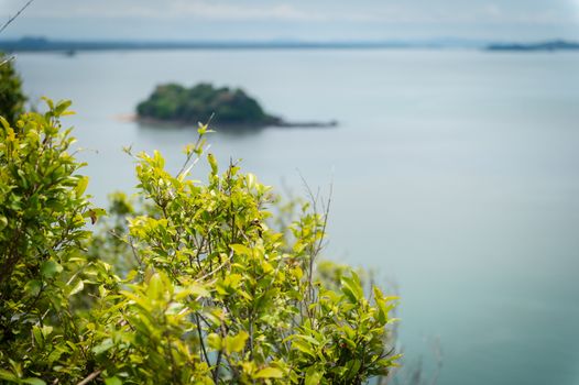 Closeup of leaf plant with ocean landscape background