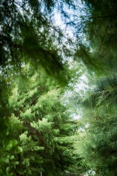 Closeup of pine leaf for background