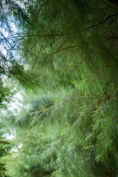 Closeup of pine leaf for background