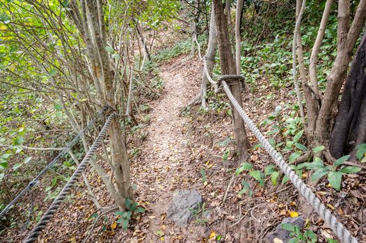 Rope with walkway in the forest