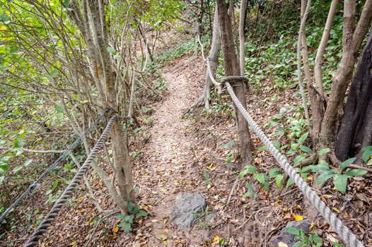 Rope with walkway in the forest