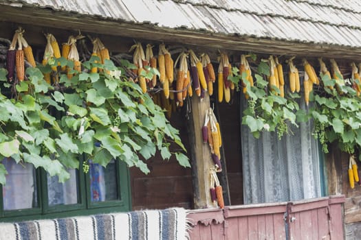 Hanged dry colorful corn