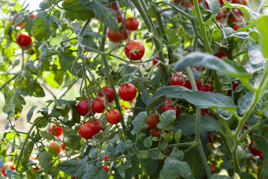 Little Red Cherry Tomatoes on a Branch with Green Leaves