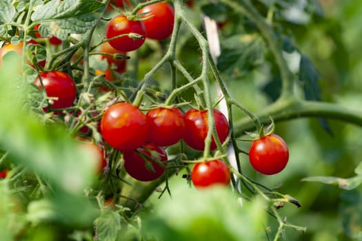 Organic Cherry Tomatoes Bunch on a Plant