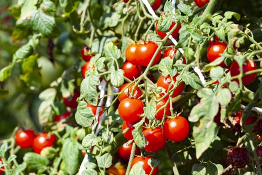 Sweet REd Cherry Tomatoes on a Plant in Organic Farm