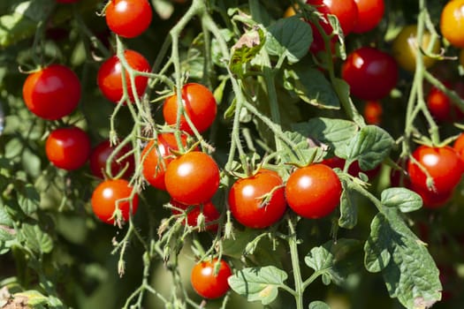 Red Sweet Tasty Organic Cherry Tomatoes Plant Farming