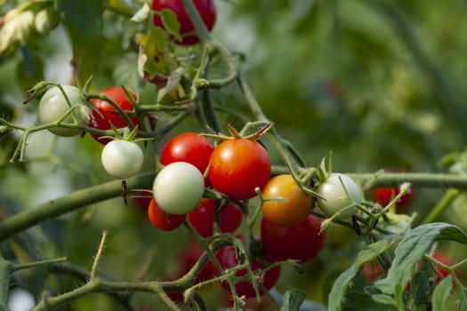 Red and Green Cherry Tomatoes close-up on a plant