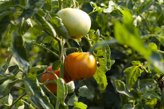 Red And Green tomato on a plant, part of an organic farming project