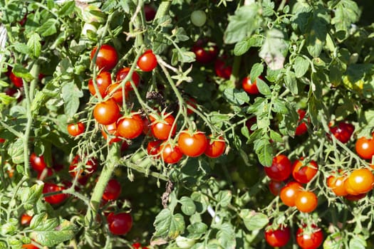 Organic Farming Red Cherry Tomatoes Plant Closeup
