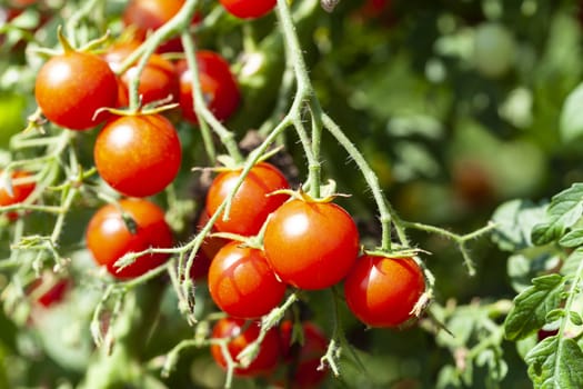 Raw Red Tasty Cherry Tomatoes on a Branch 