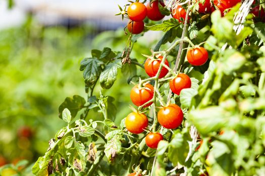 Sweet Red Tasty Cherry Tomatoes in the Sun