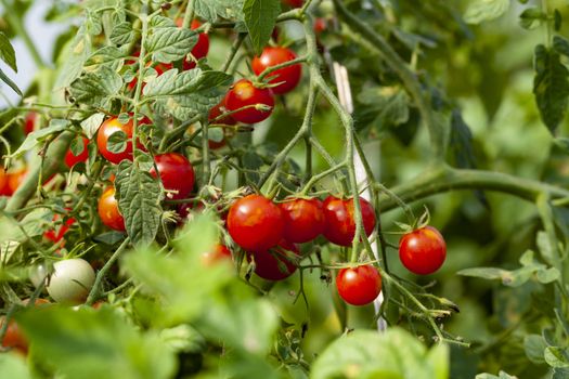 Red Cherry Tomatoes with Green Leaves in Organic Farm