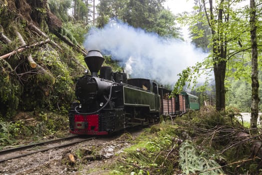 Steam Train in the green woods